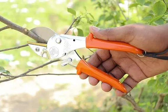 Falcon Pruning Secateur Falcon 200 mm Pruning Secateur ECONOMY-M2